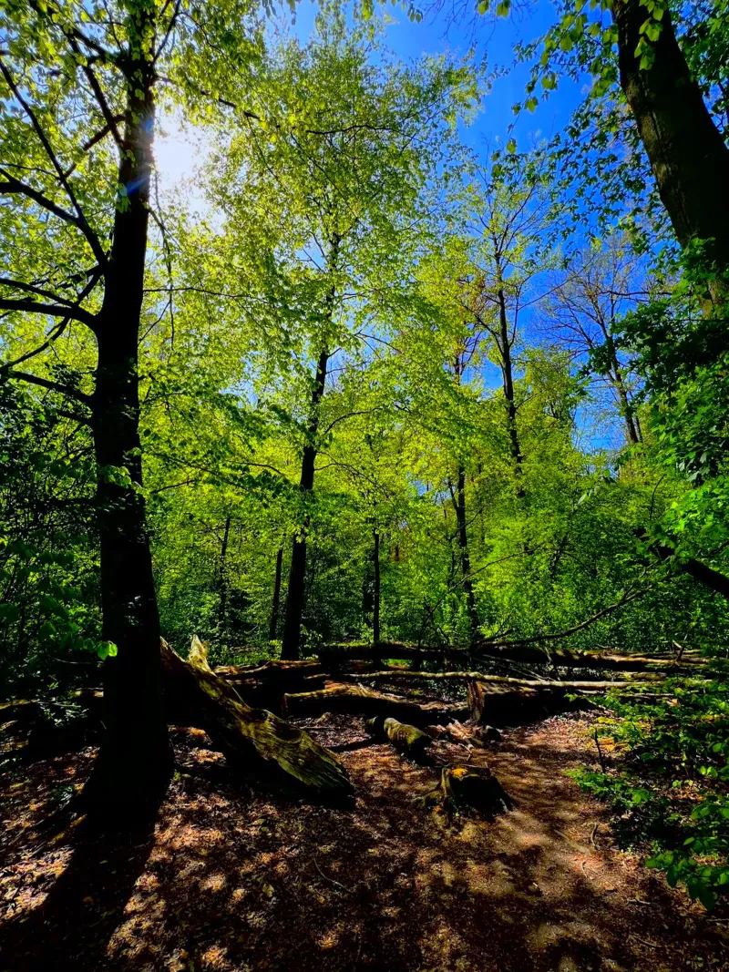 Foresta di Amsterdam pellicola backlit da RealLifeMoments