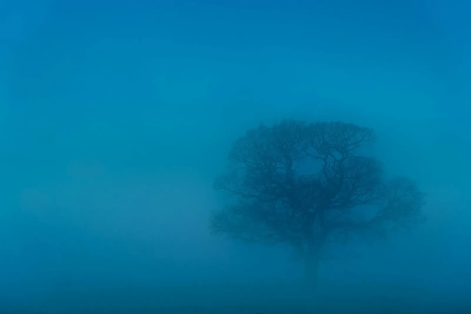albero della nebbia pellicola backlit da Bleu