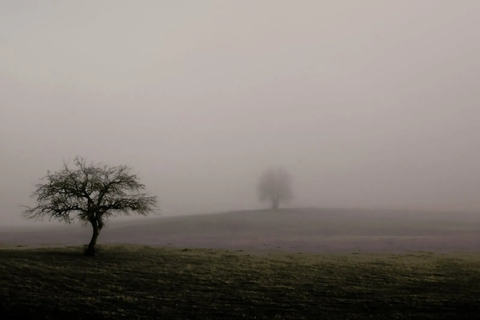 Moody Trees Brown - Bäume im Morgennebel carta hahnemühle da Monika Strigel