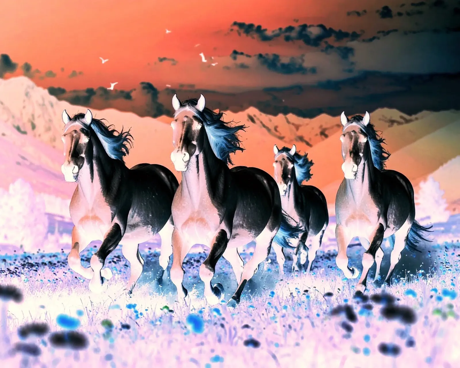 Quatre chevaux qui galopent. Nocturne rose. pellicola backlit da Thierry vobmann photography