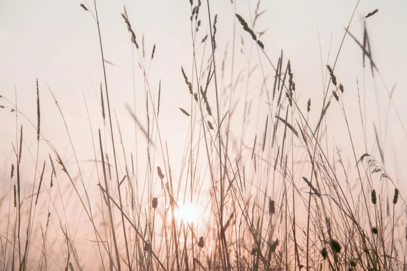 Sunrise Grass - Gräser im Sonnenlicht poster con telaio in plastica da Monika Strigel