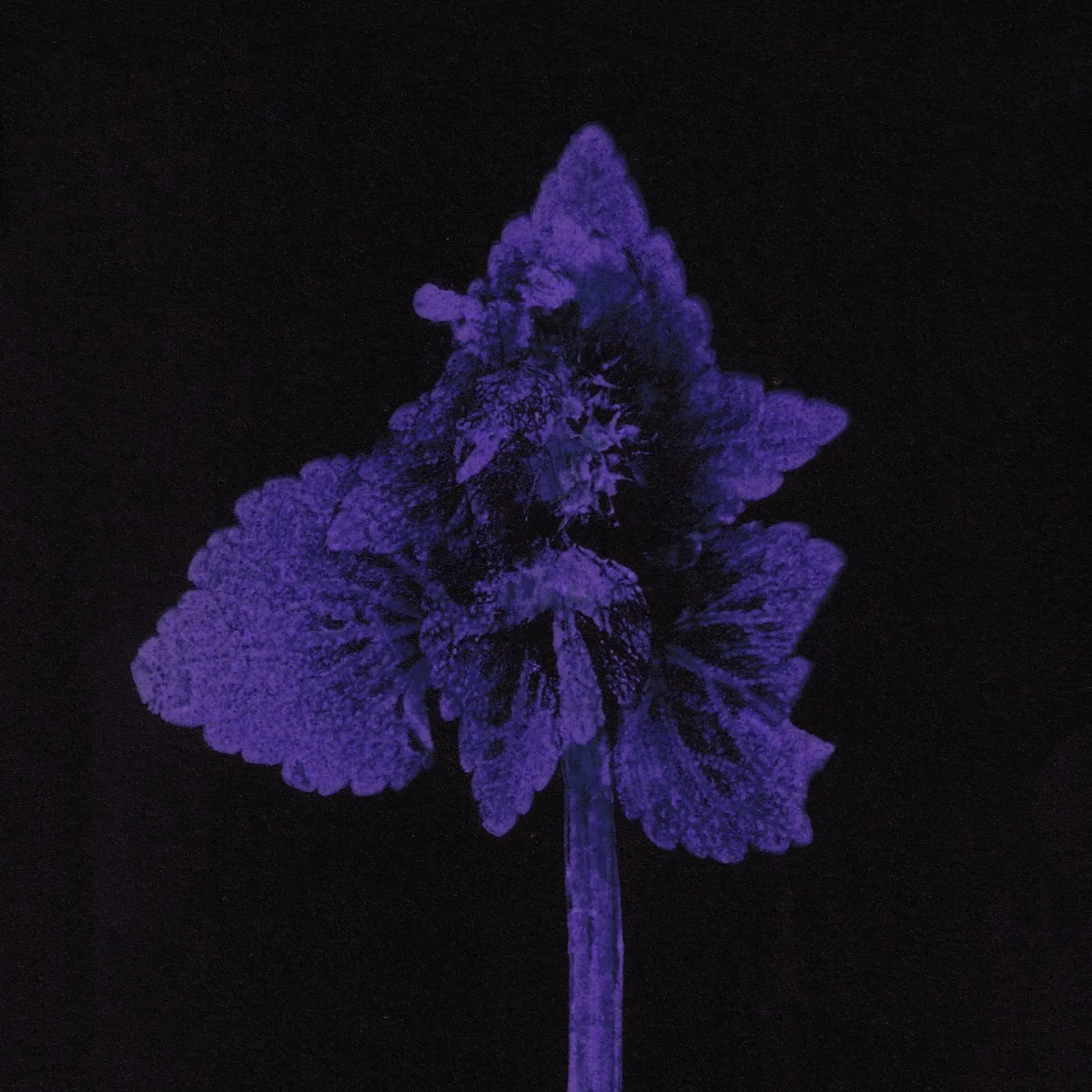 Botanical Impressions | Lamium purpureum v1 poster with plastic frame by Ivona Maris