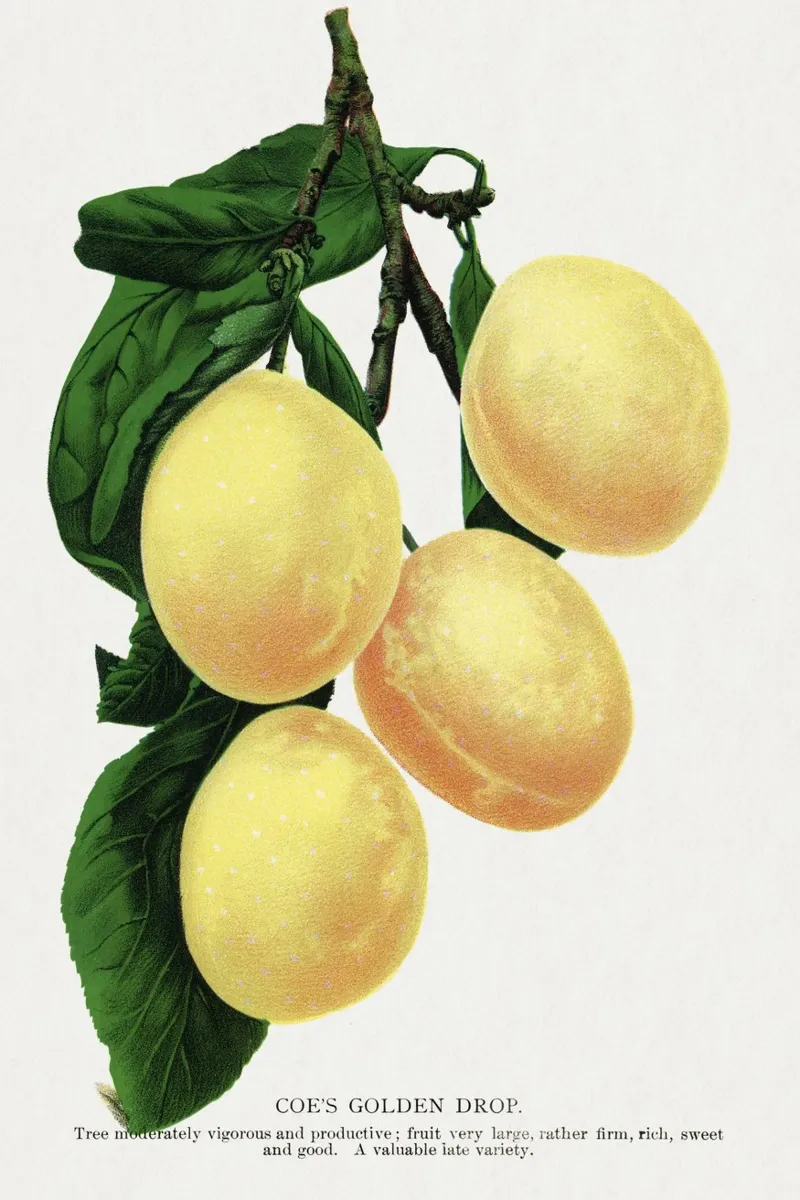 Coe's Golden Drop plum pellicola backlit da vintageshop