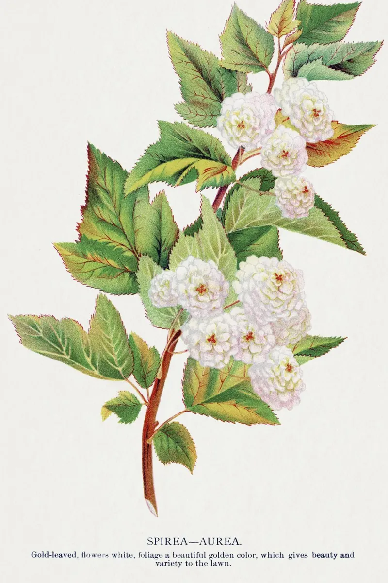 Spirea Aurea flowers pellicola backlit da vintageshop