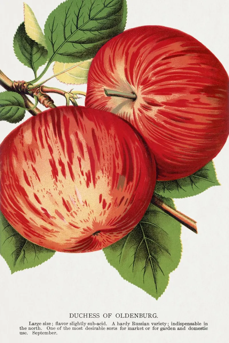 Duchess of Oldenburg apples pellicola backlit da vintageshop