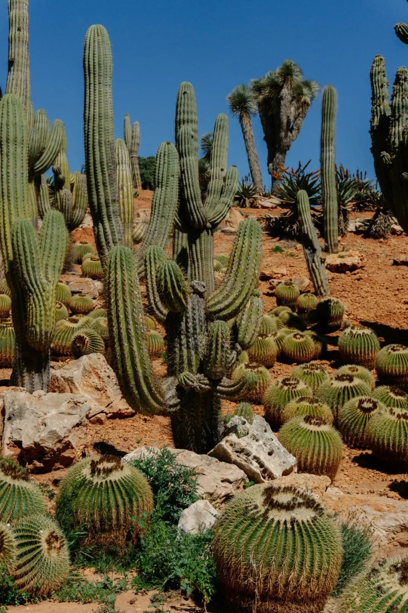cactus piante del deserto pellicola backlit da Earthly Visions