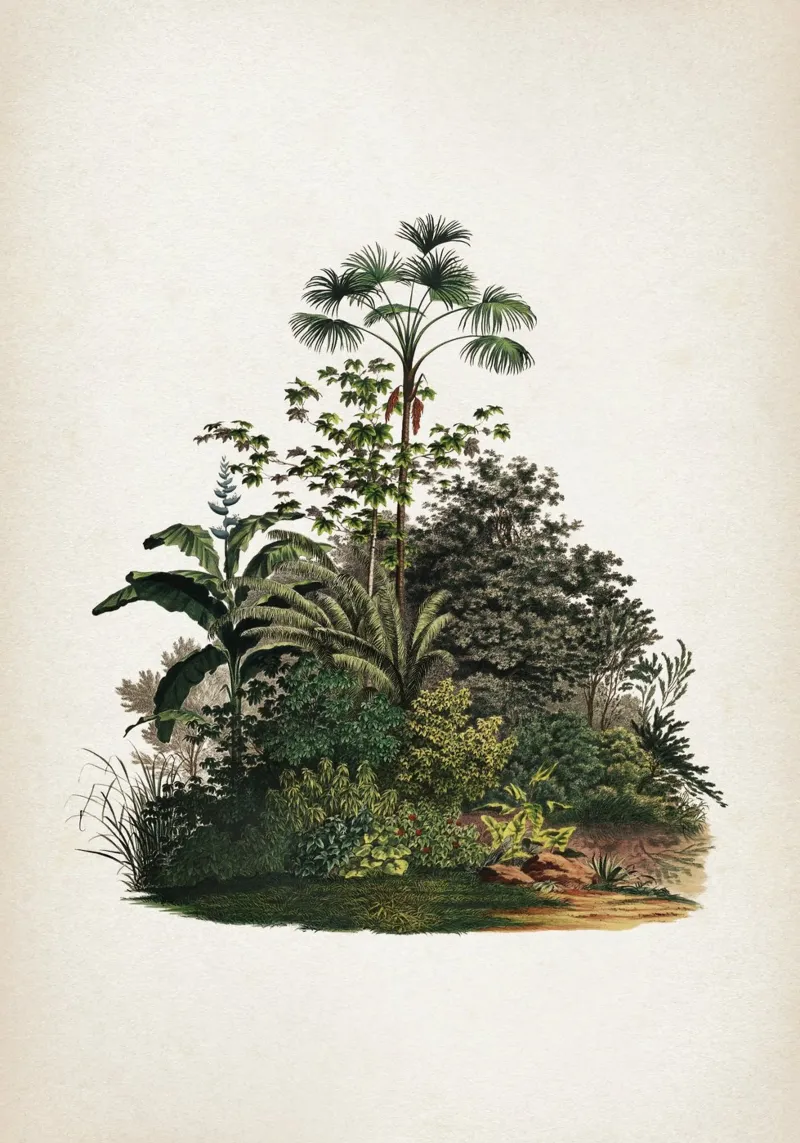 Vintage Martius 4 Mauritia Aculeata pellicola backlit da Vintage Print Collection