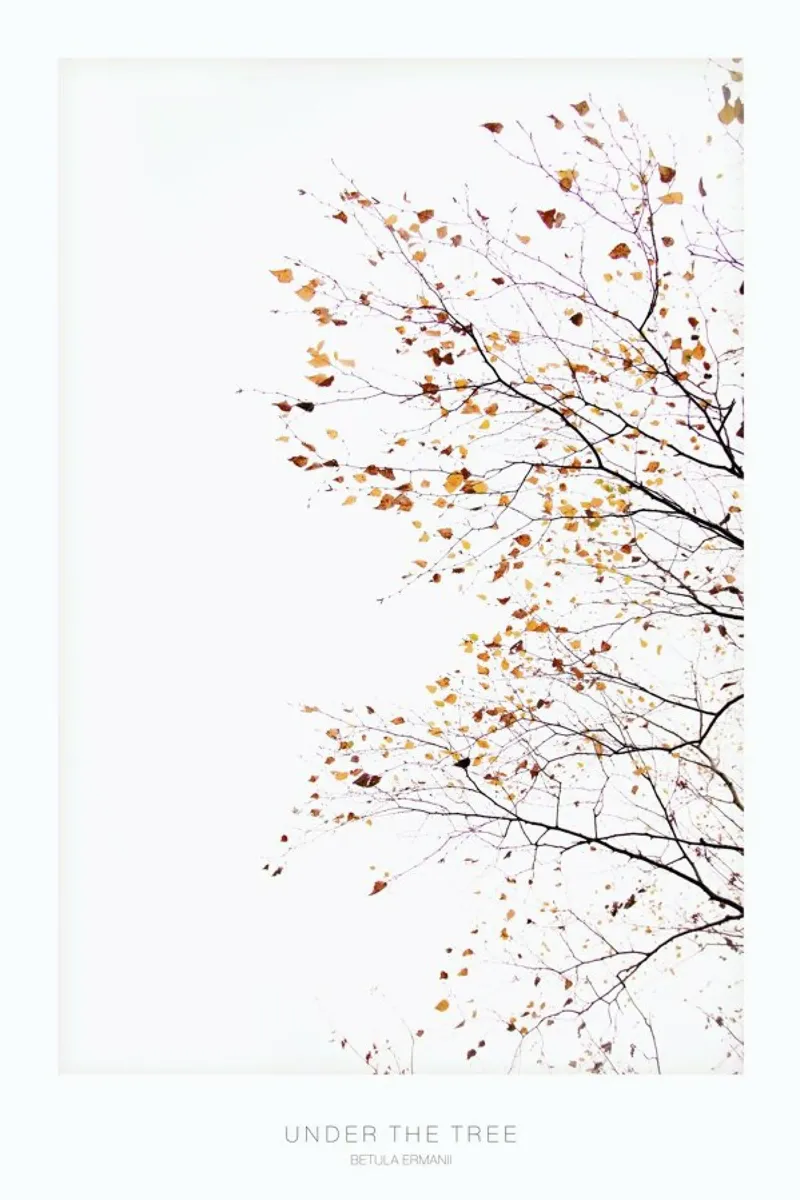 Under the Tree Betula Ermannii 2 - Blätterspiel im Herbst poster con telaio in legno da Monika Strigel