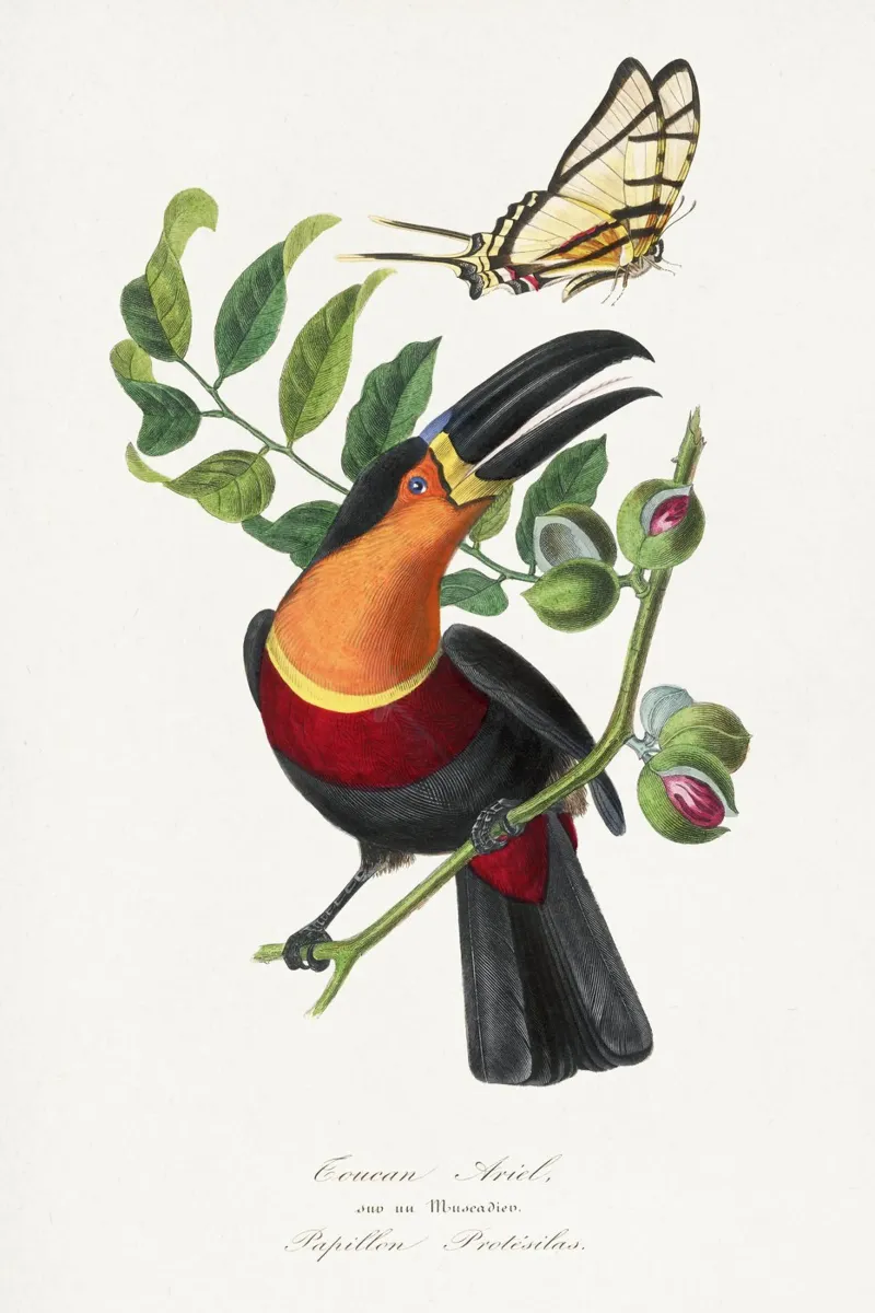 Channel billed toucan bird painting alluminio dibond da vintageshop