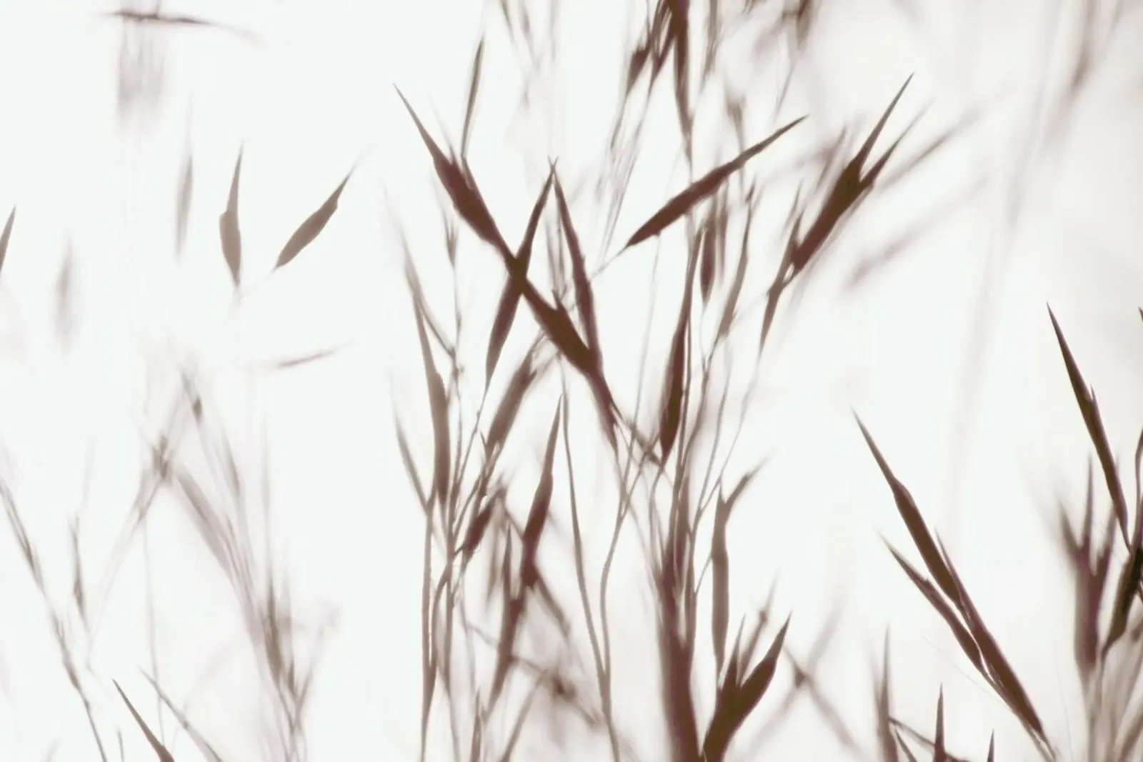 Elegant Grass - Gräser im Nebel pellicola backlit da Monika Strigel