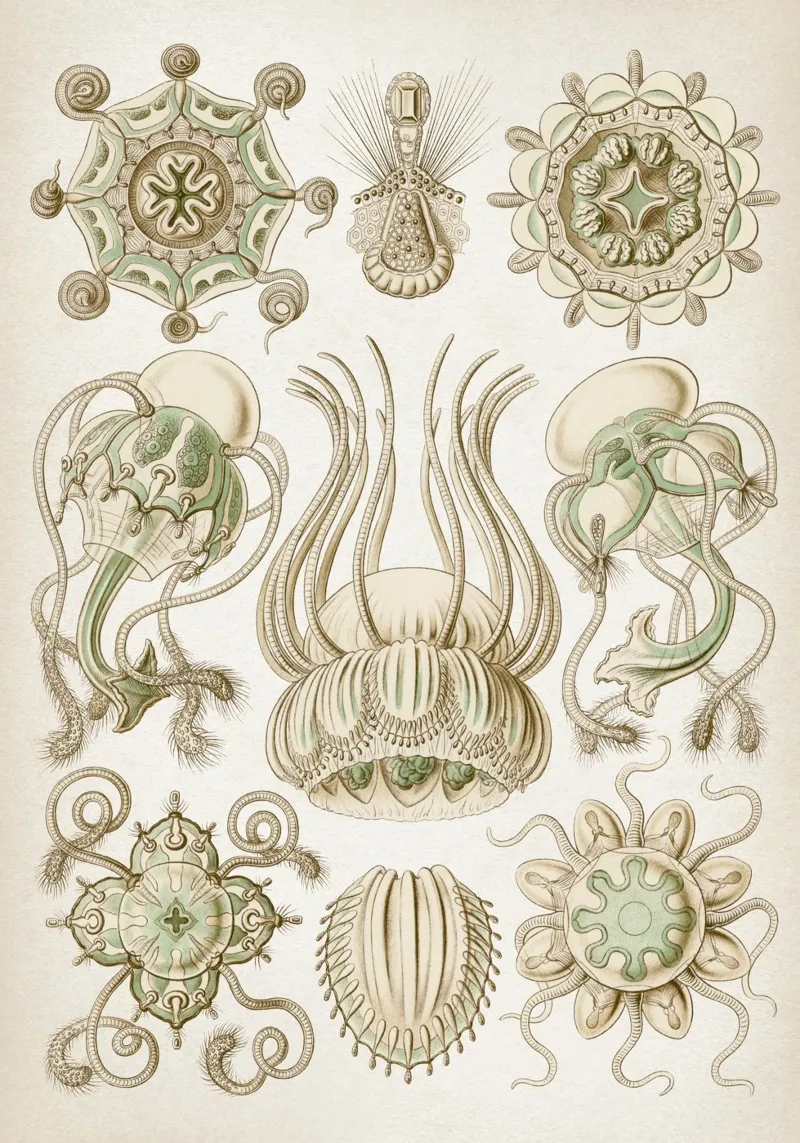 Vintage Haeckel 3 Tafel 16 Spangenquallen hahnemühle de Vintage Print Collection