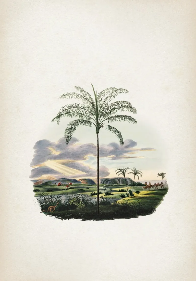 Vintage Martius 2 Syagrus Cocoides tela con Cornice a cassetta da Vintage Print Collection