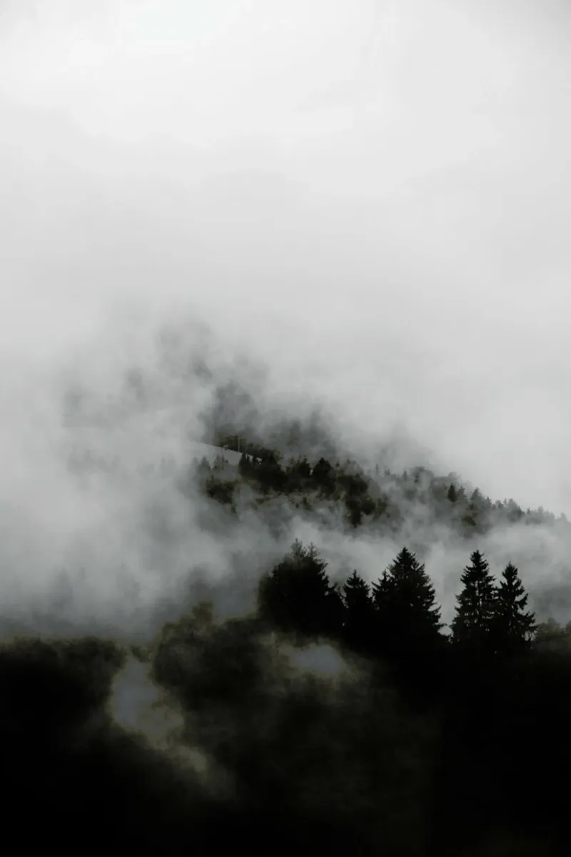 Black Foggy Forests Backlit Folie von Studio Nahili