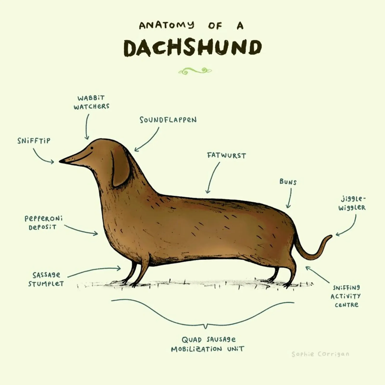 Anatomy Of A Dachshund pellicola backlit da Sophie Corrigan