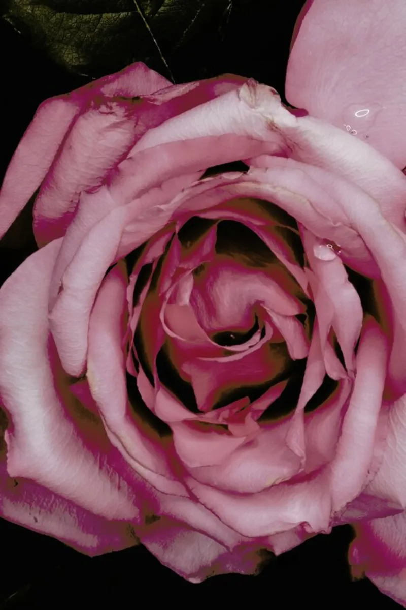 June Rose 2 pellicola backlit da Leigh Viner