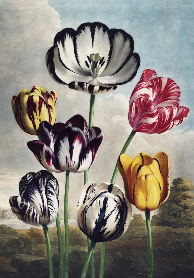 Vintage Thornton 5 Tulips pellicola backlit da Vintage Print Collection