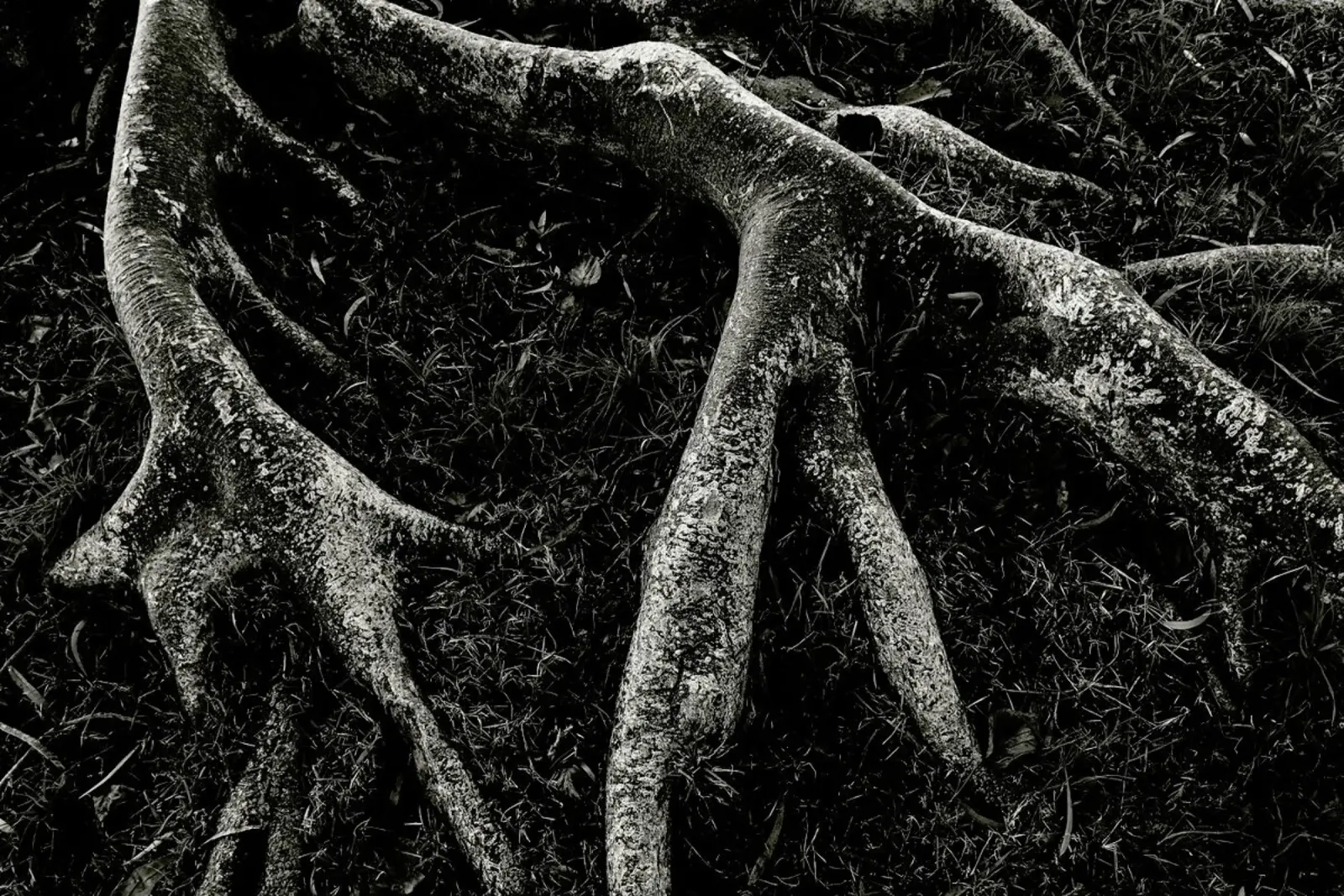 Roots II pellicola backlit da Tal Paz-Fridman