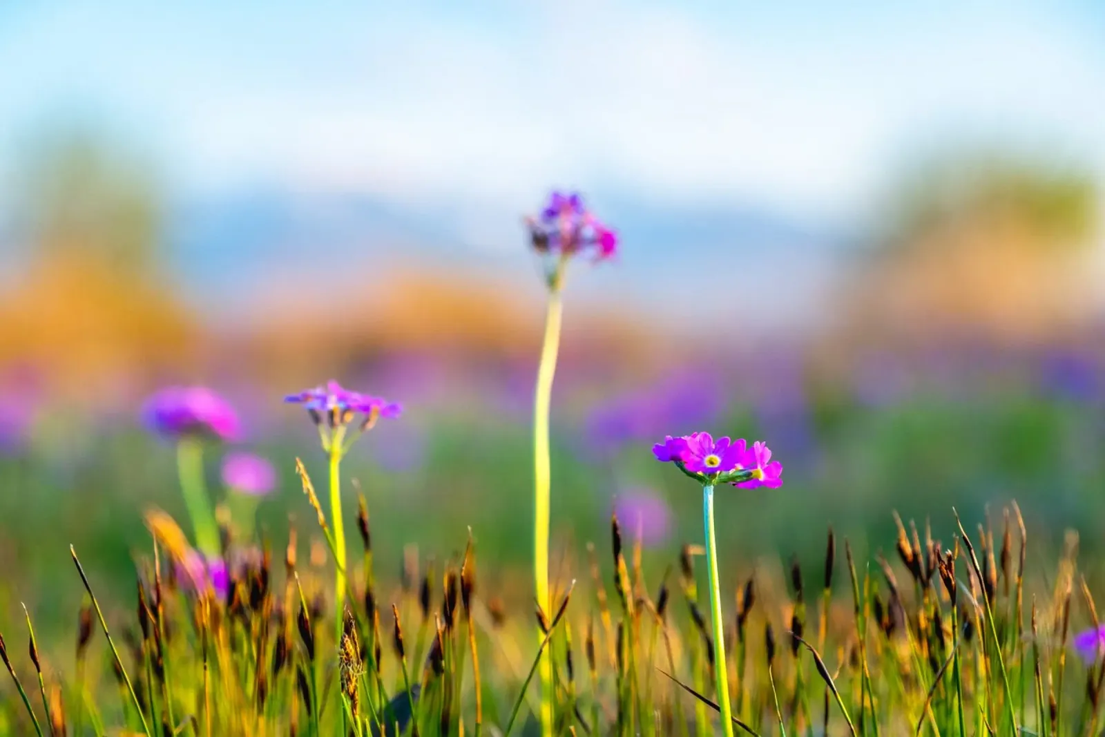 Fiori selvatici in fiore in primo piano in primavera poster da 5ecken