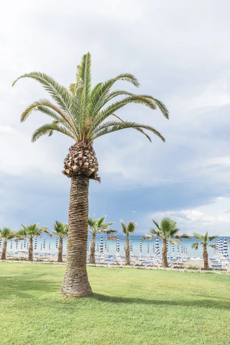 Palm at the Italian beach poster con telaio in alluminio da photolovers