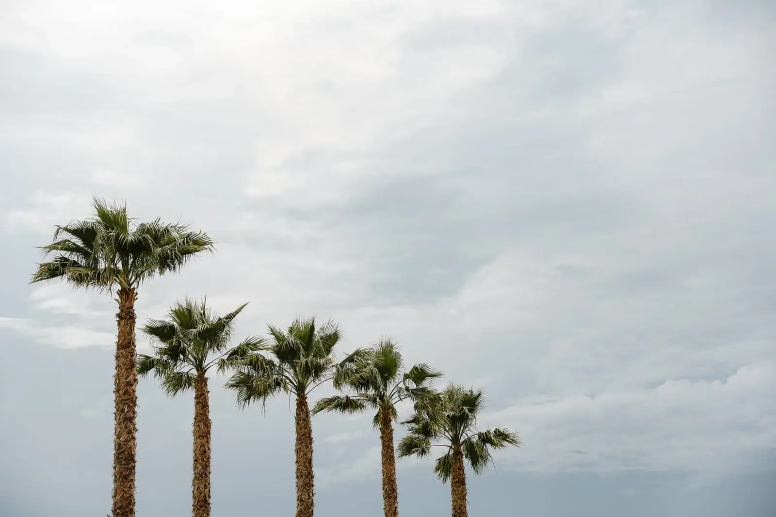 Palm trees in a row at the beach Hahnemühle von photolovers