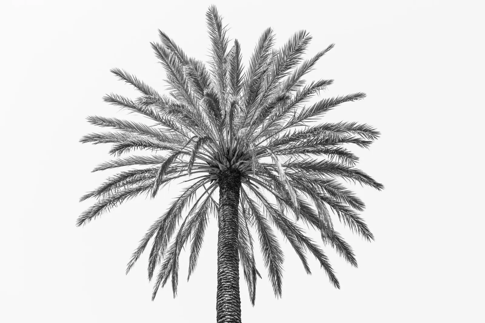 Palm tree in Italy pellicola backlit da photolovers