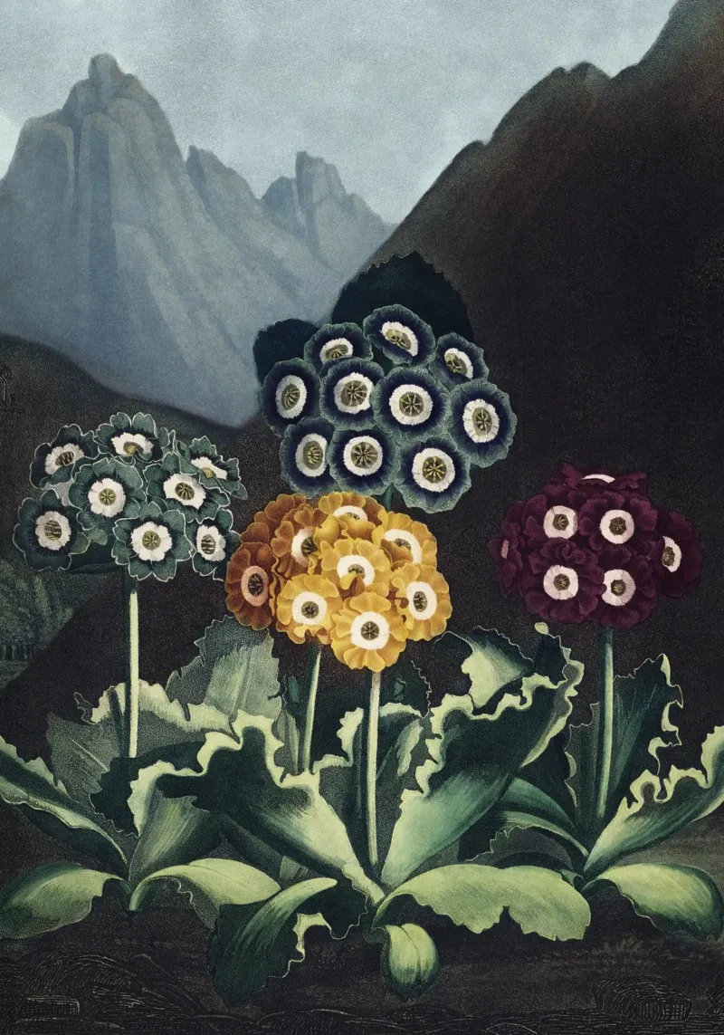 Vintage Thornton 6 Auriculas tela con Cornice a cassetta da Vintage Print Collection