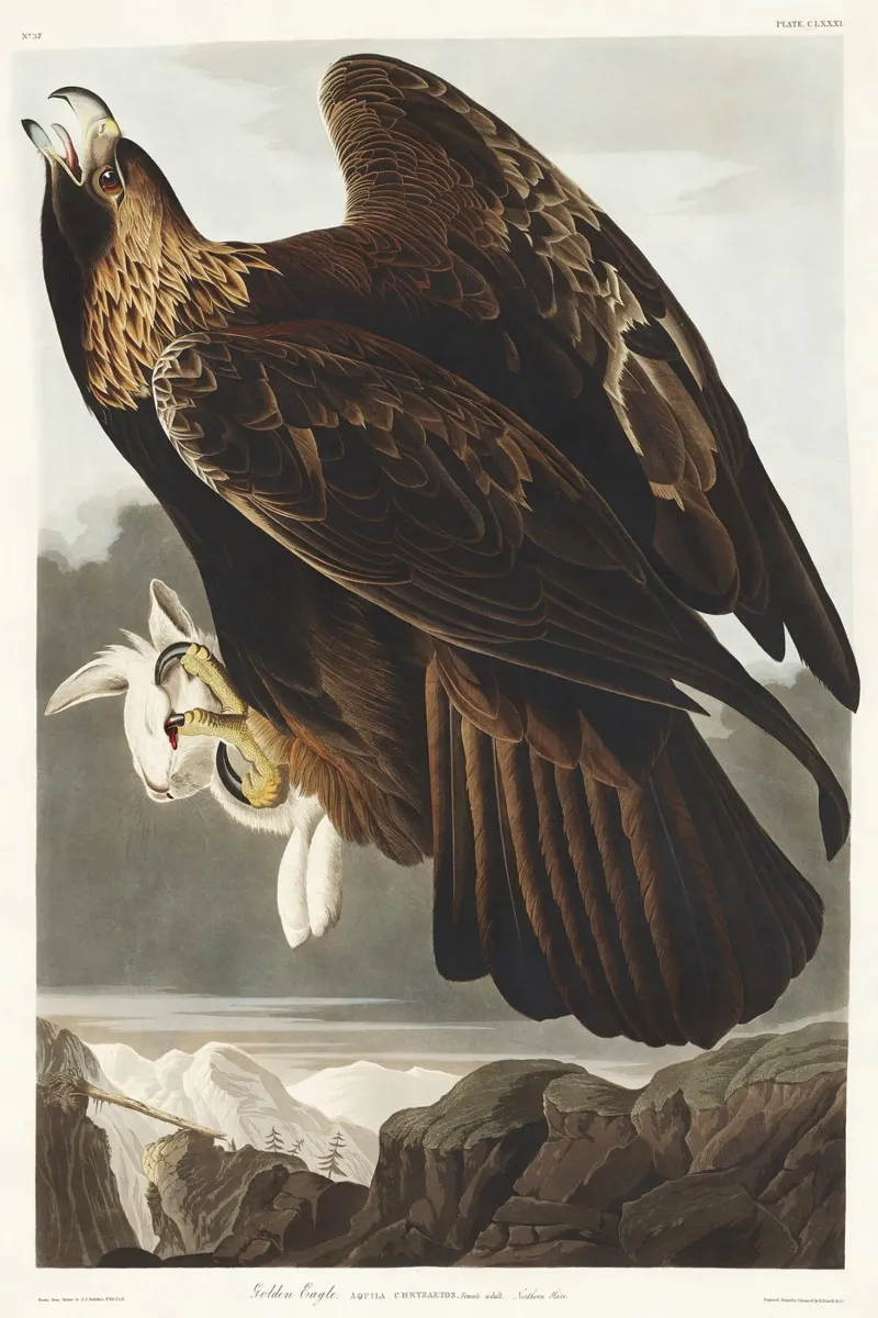 Golden Eagle pellicola backlit da vintageshop