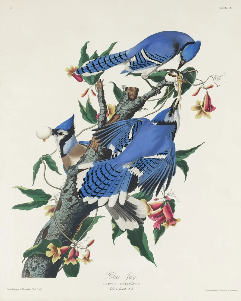 Blue Jay from Birds pellicola backlit da vintageshop