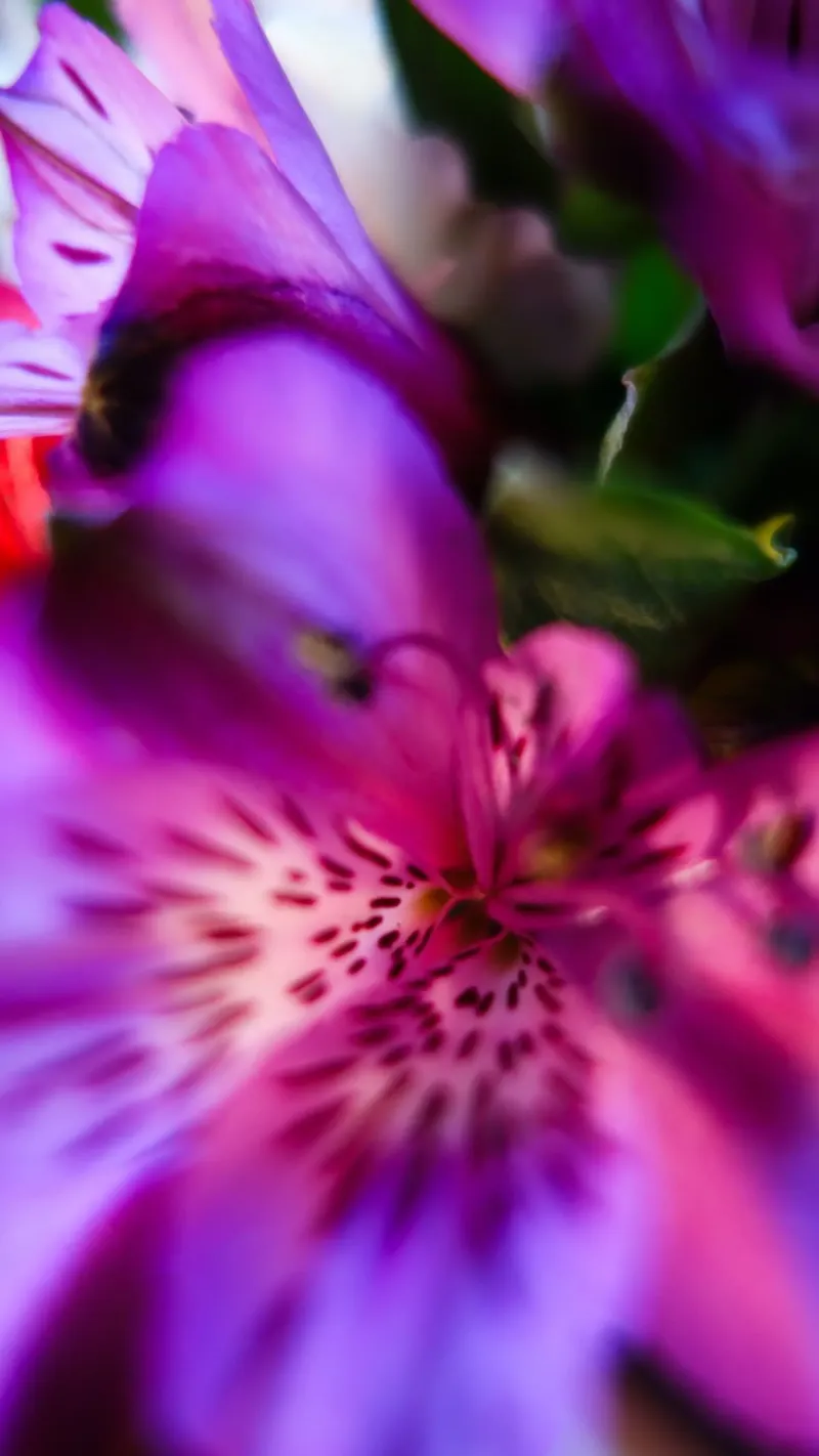 Pink Orchidee carta hahnemühle da Flo Klein
