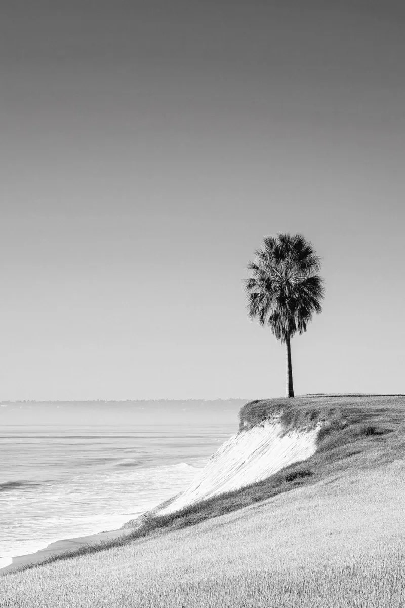 Lone Palm Tree on Coastal Cliff canvas by Indigo Tides Art