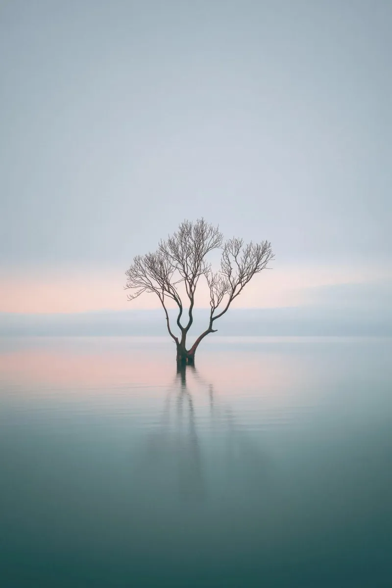 Tree in Serene Lake canvas by Indigo Tides Art