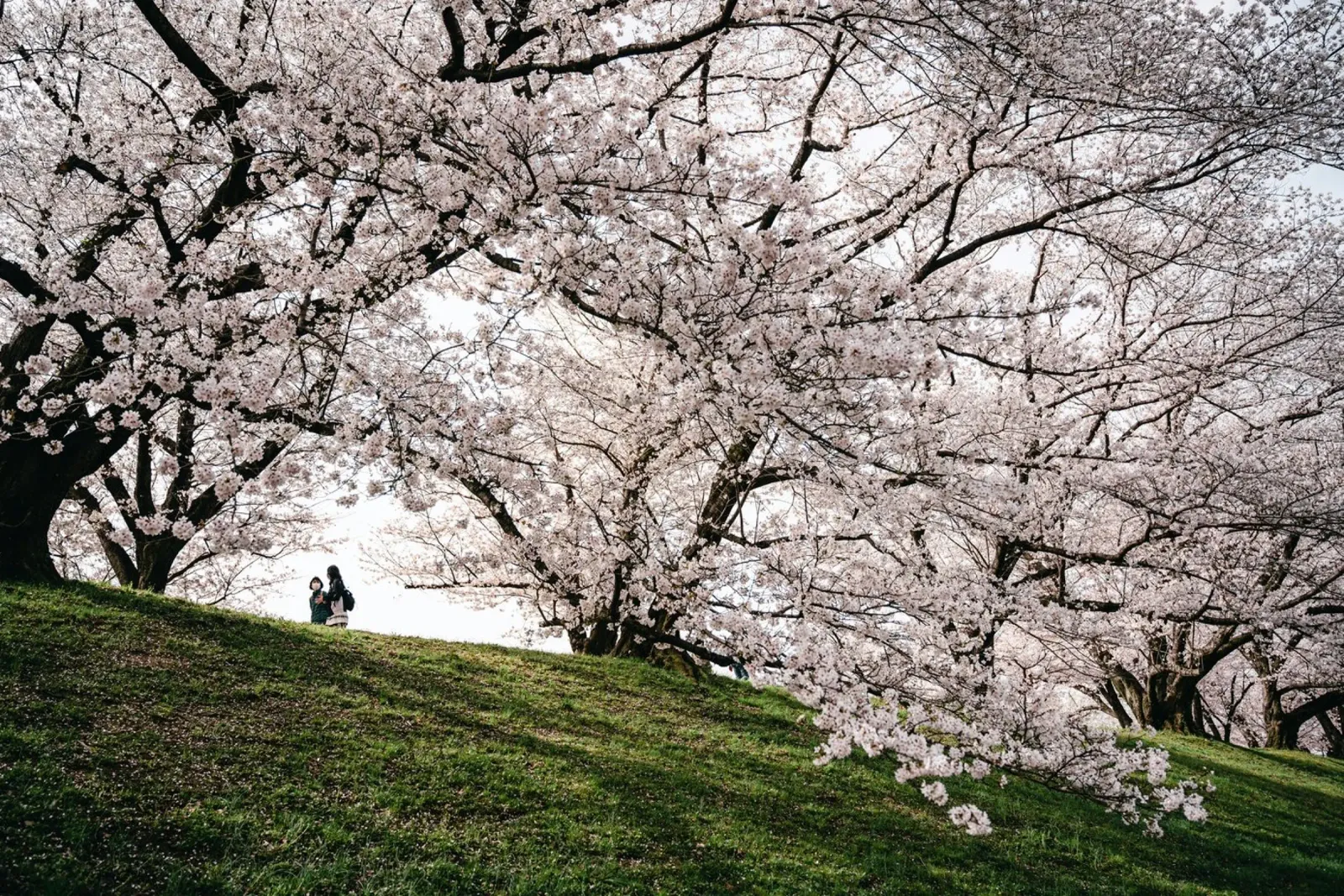 alberi in fiore pellicola backlit da Earthly Visions