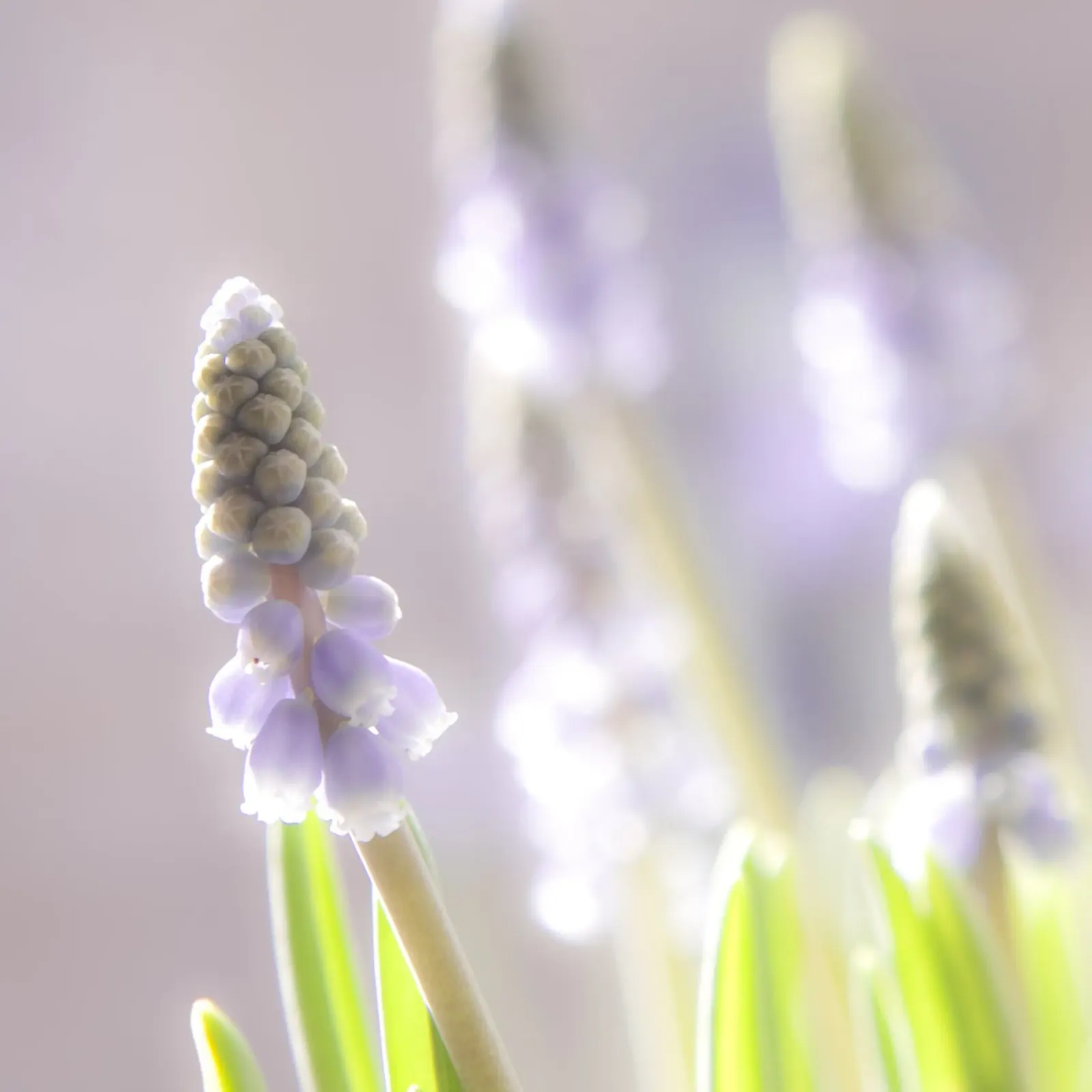 Lavender Awakening acryl van PhotoVibe Decor