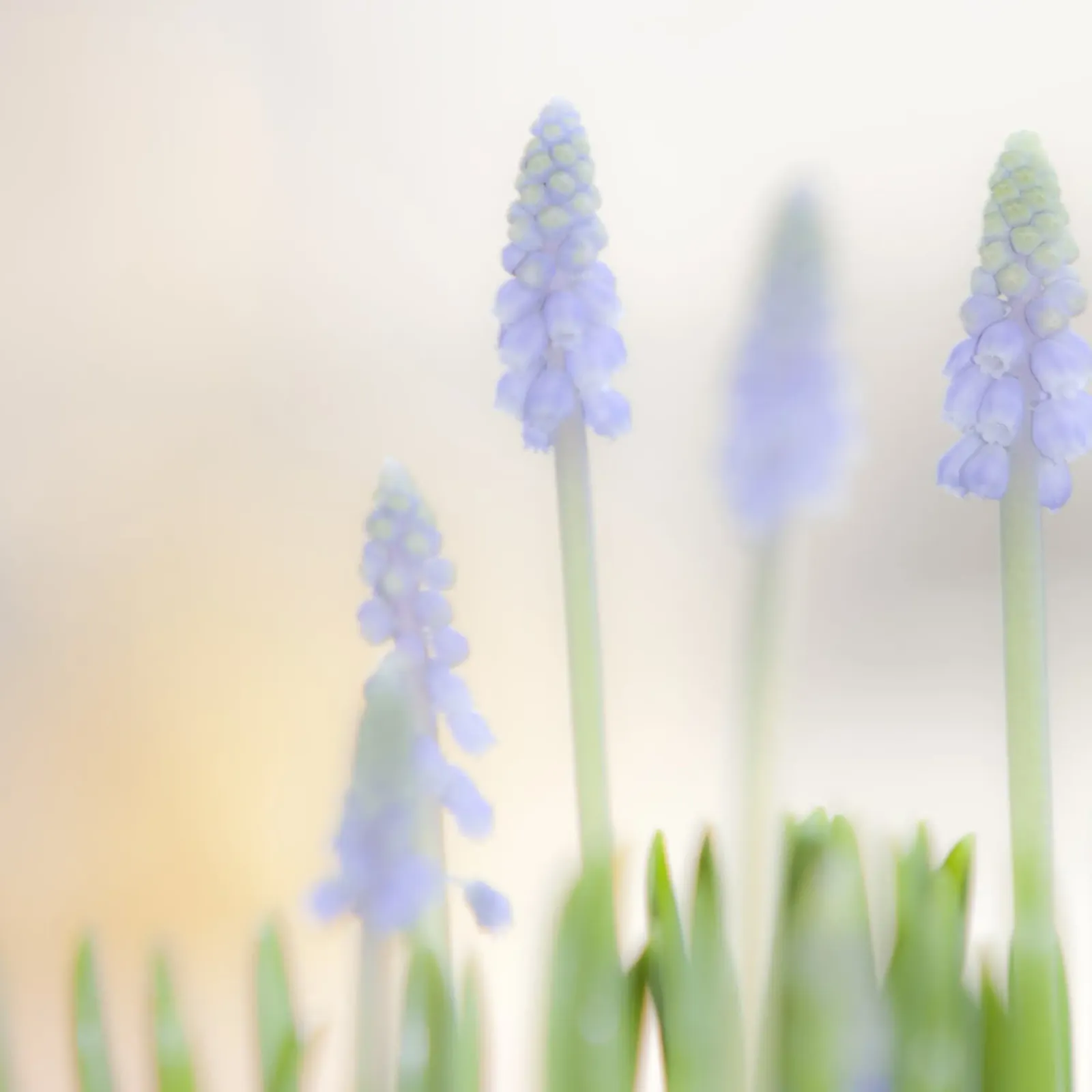 Fiori di lavanda in soft focus alluminio dibond da PhotoVibe Decor