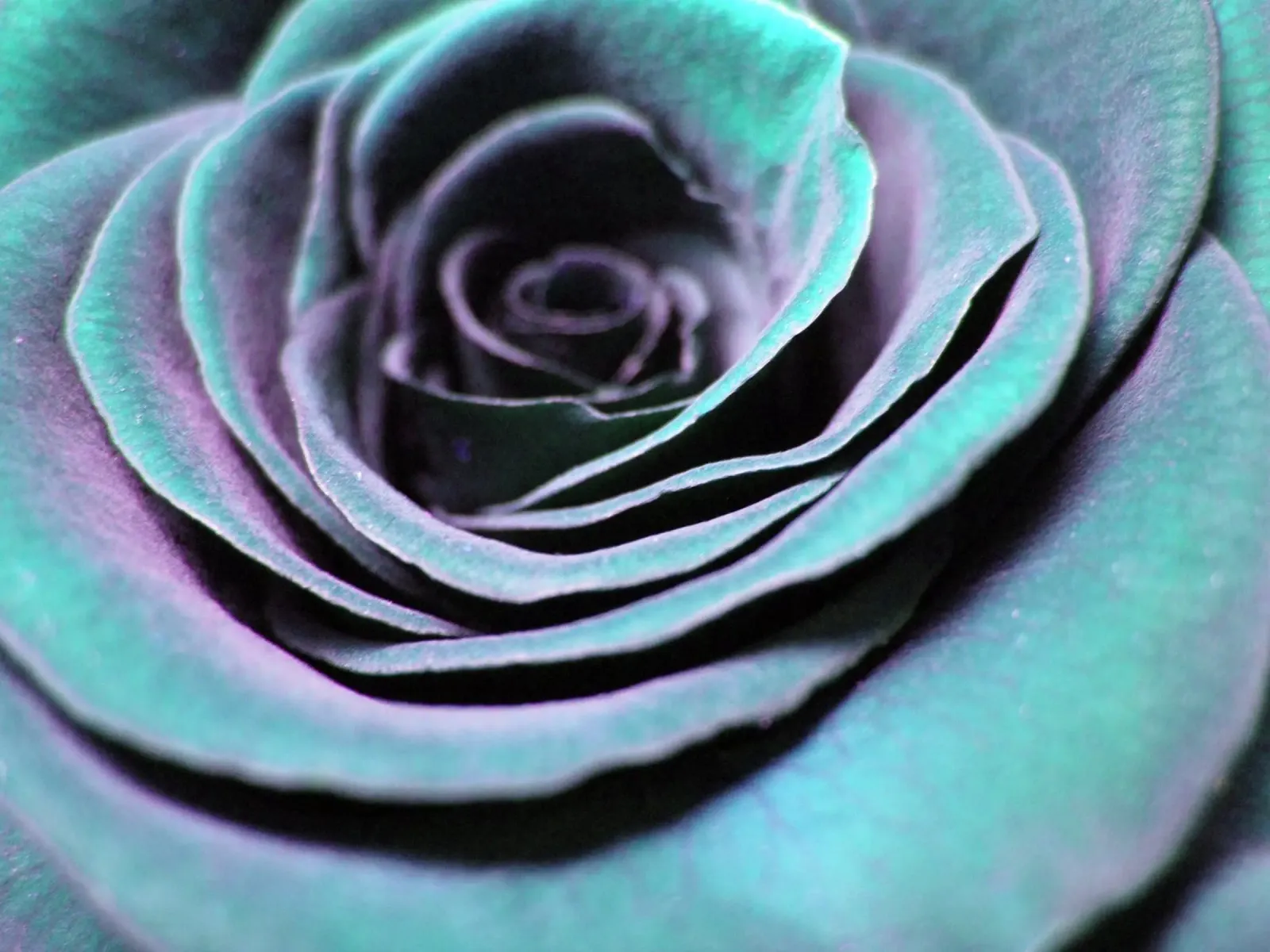 Rosa cangiante plexiglass da PhotoVibe Decor
