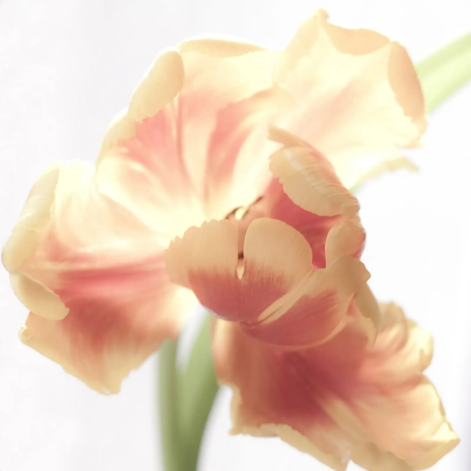 Tulipano arancione pellicola backlit da PhotoVibe Decor