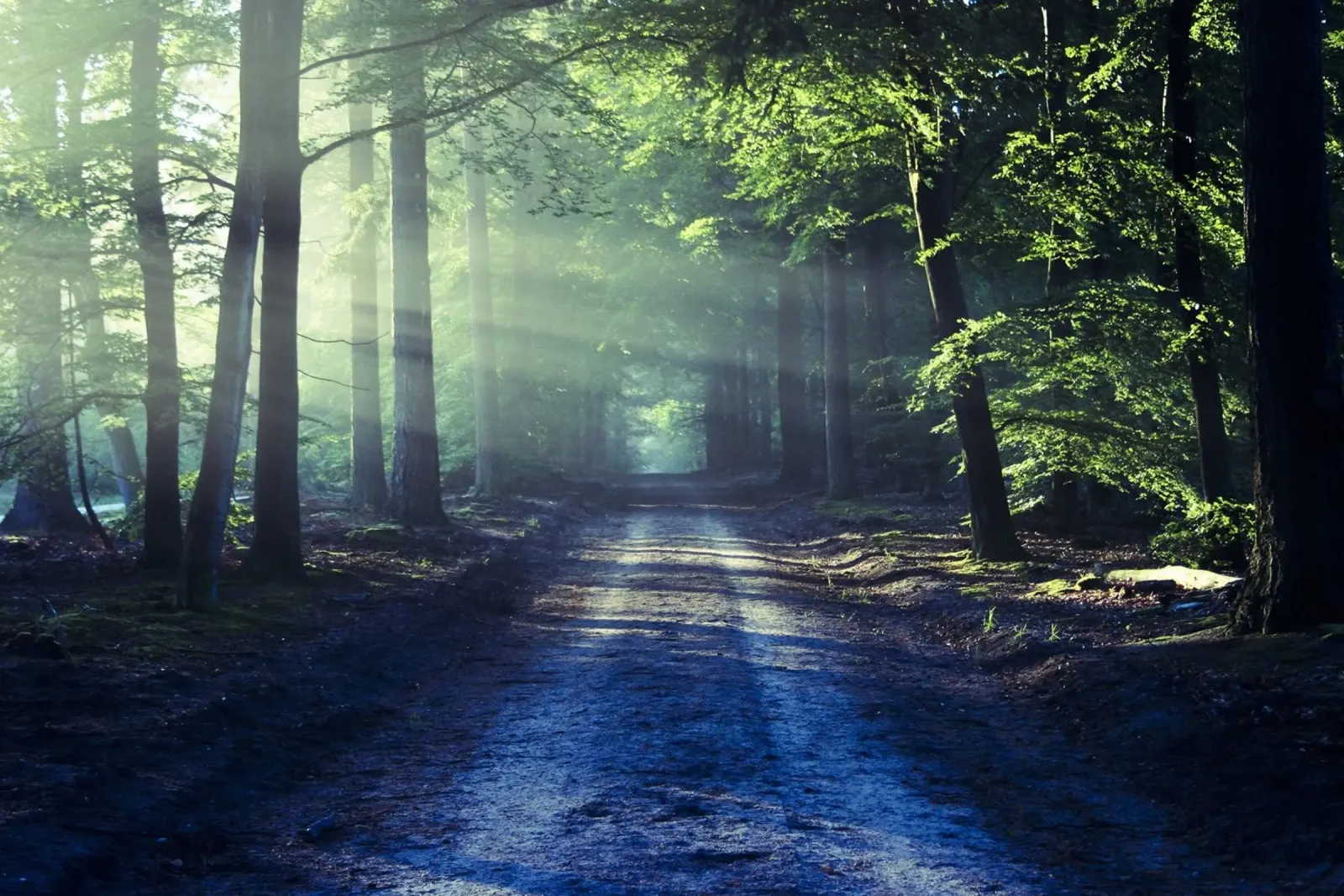 Sendero Morning Light poster de PhotoVibe Decor
