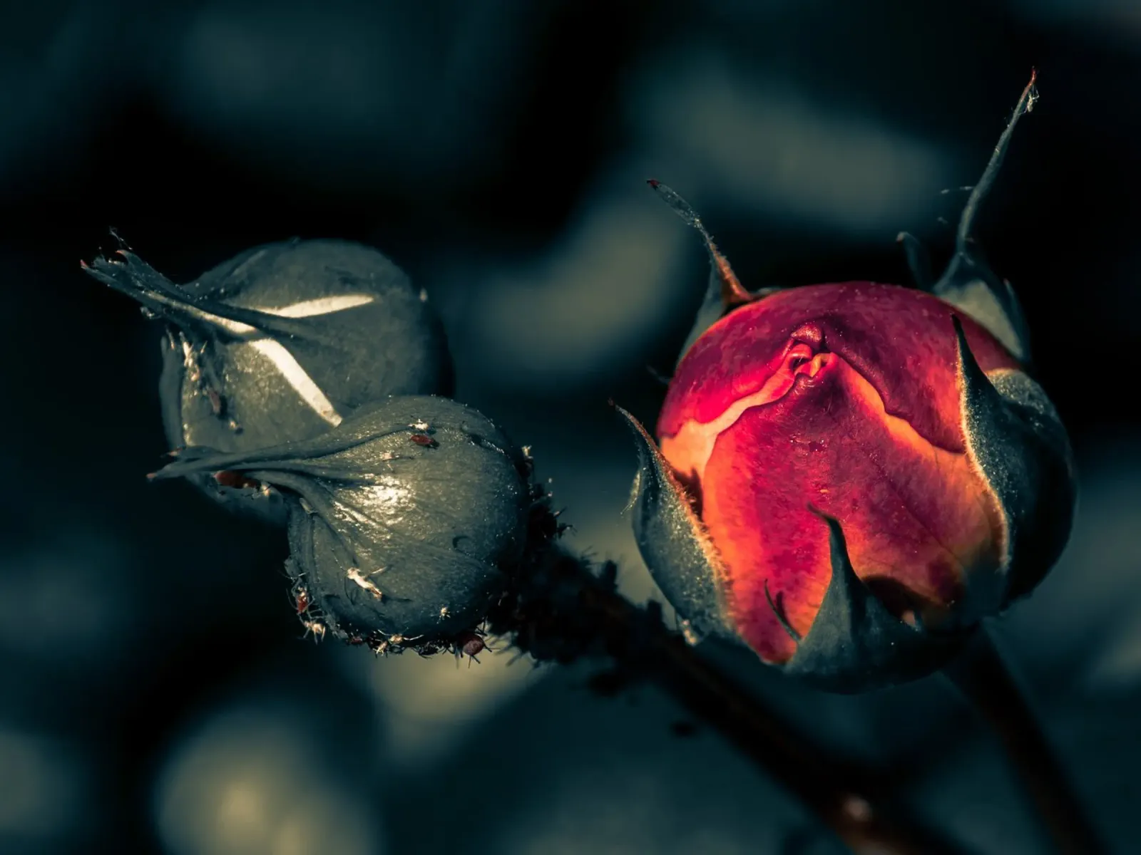 Karminrote Rosenknospe in der Abenddämmerung Leinwand mit Schattenfugenrahmen von PhotoVibe Decor