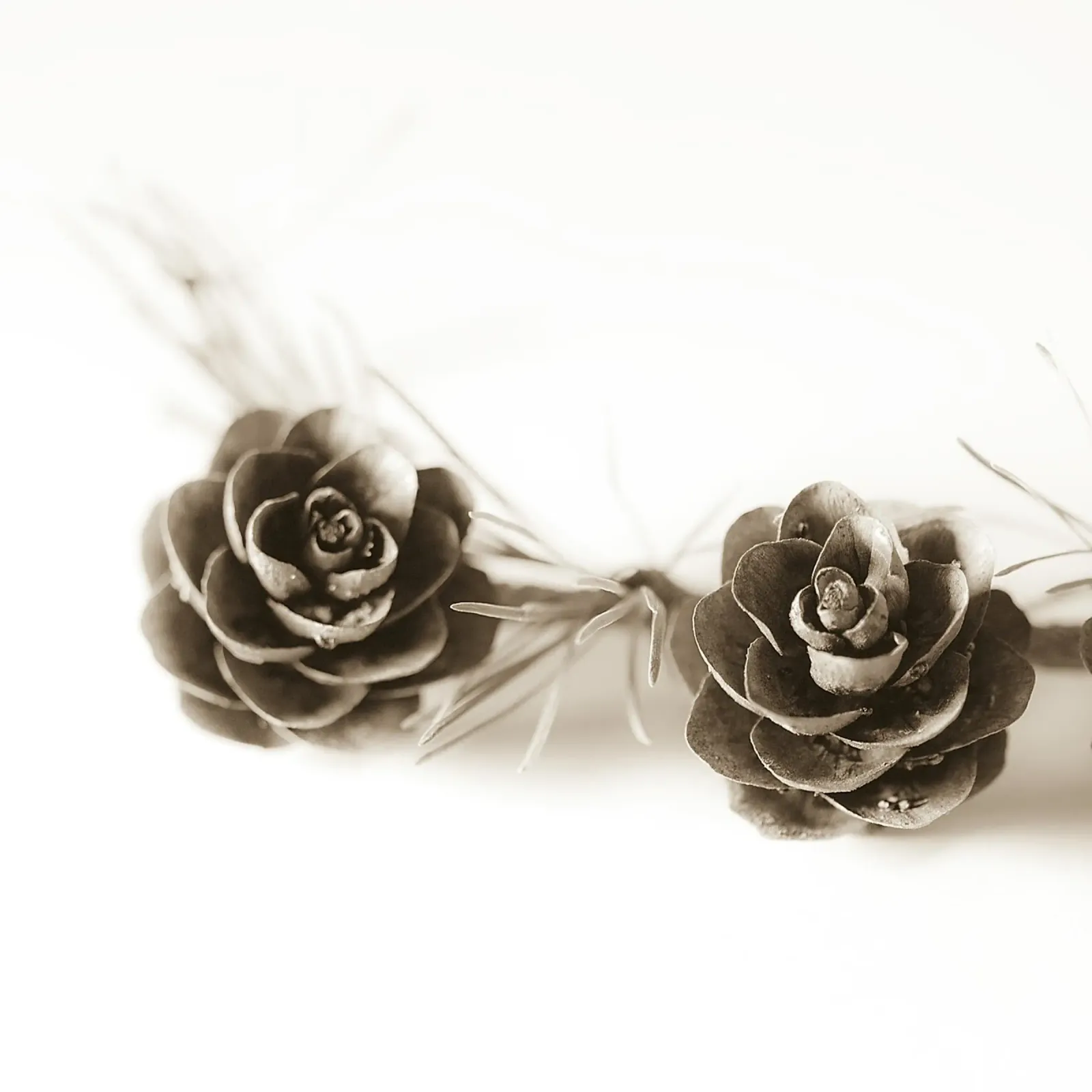 Coni di seppia in fiore carta hahnemühle da PhotoVibe Decor