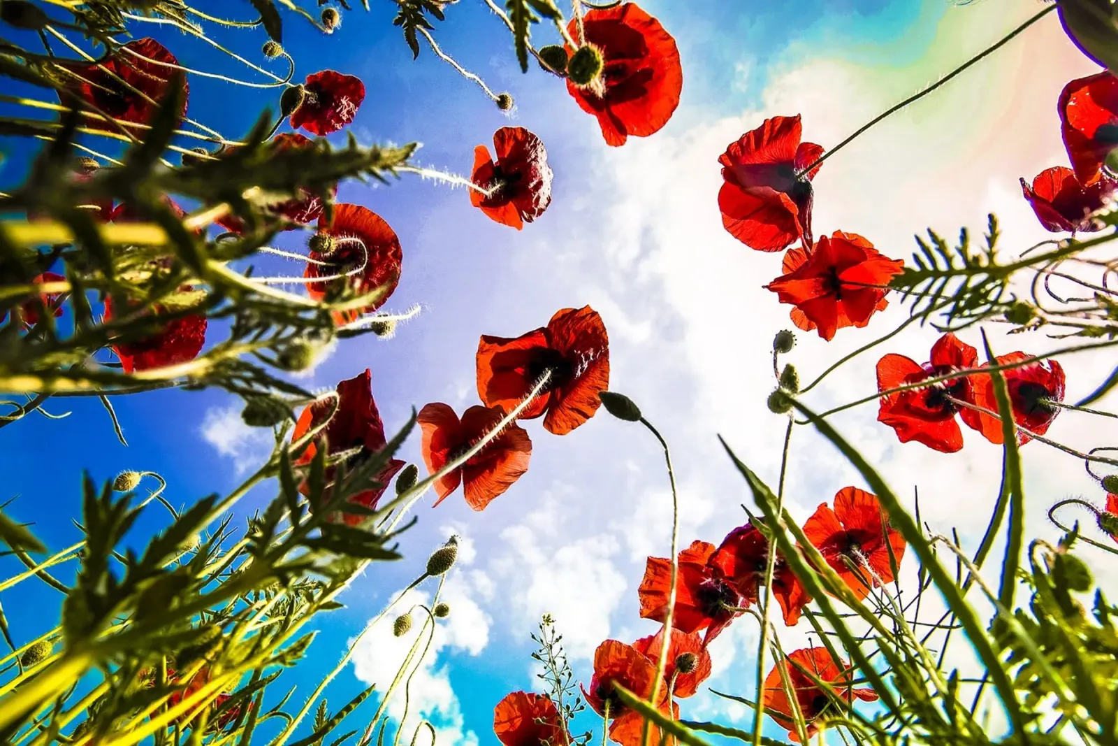 Papaveri del cielo poster da PhotoVibe Decor