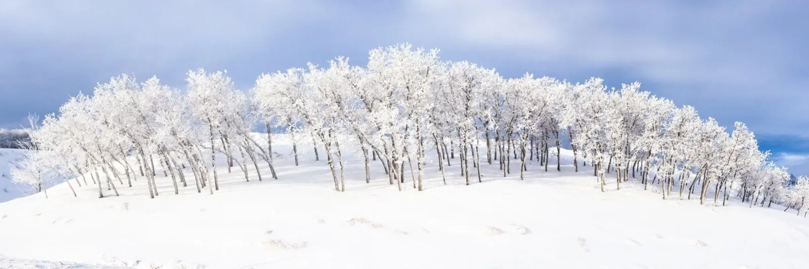 Alberi smerigliati su un pendio invernale plexiglass da PhotoVibe Decor