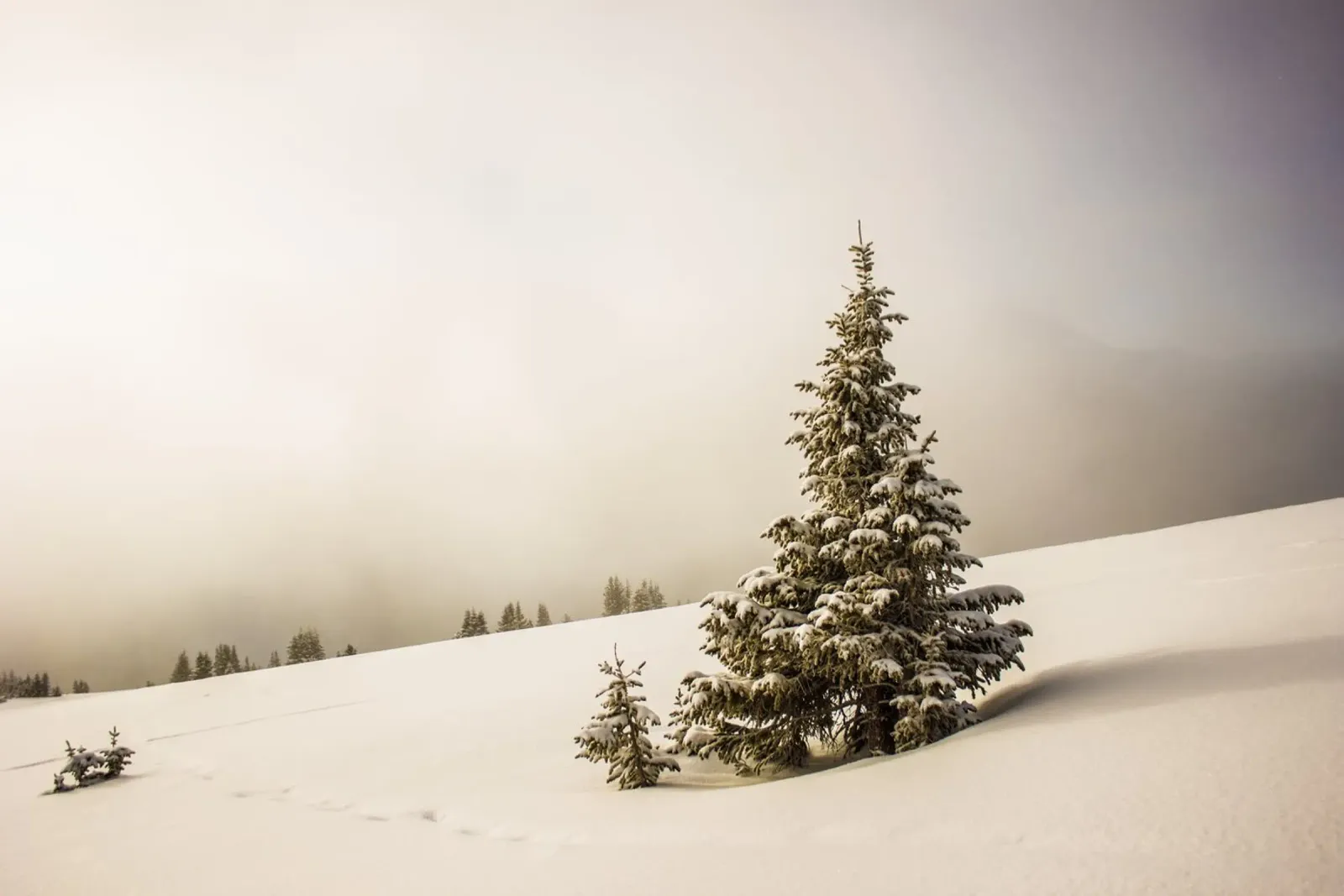 Pino innevato alla luce del mattino carta hahnemühle da PhotoVibe Decor