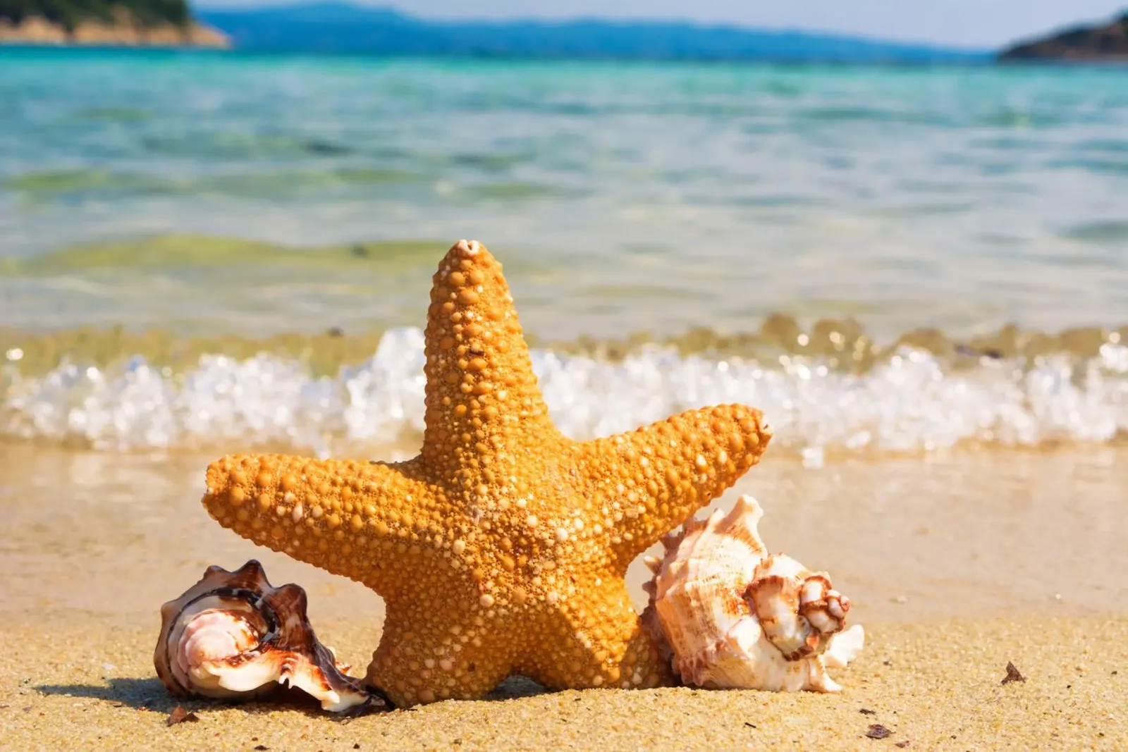 Stelle e conchiglie su una spiaggia assolata pellicola backlit da PhotoVibe Decor