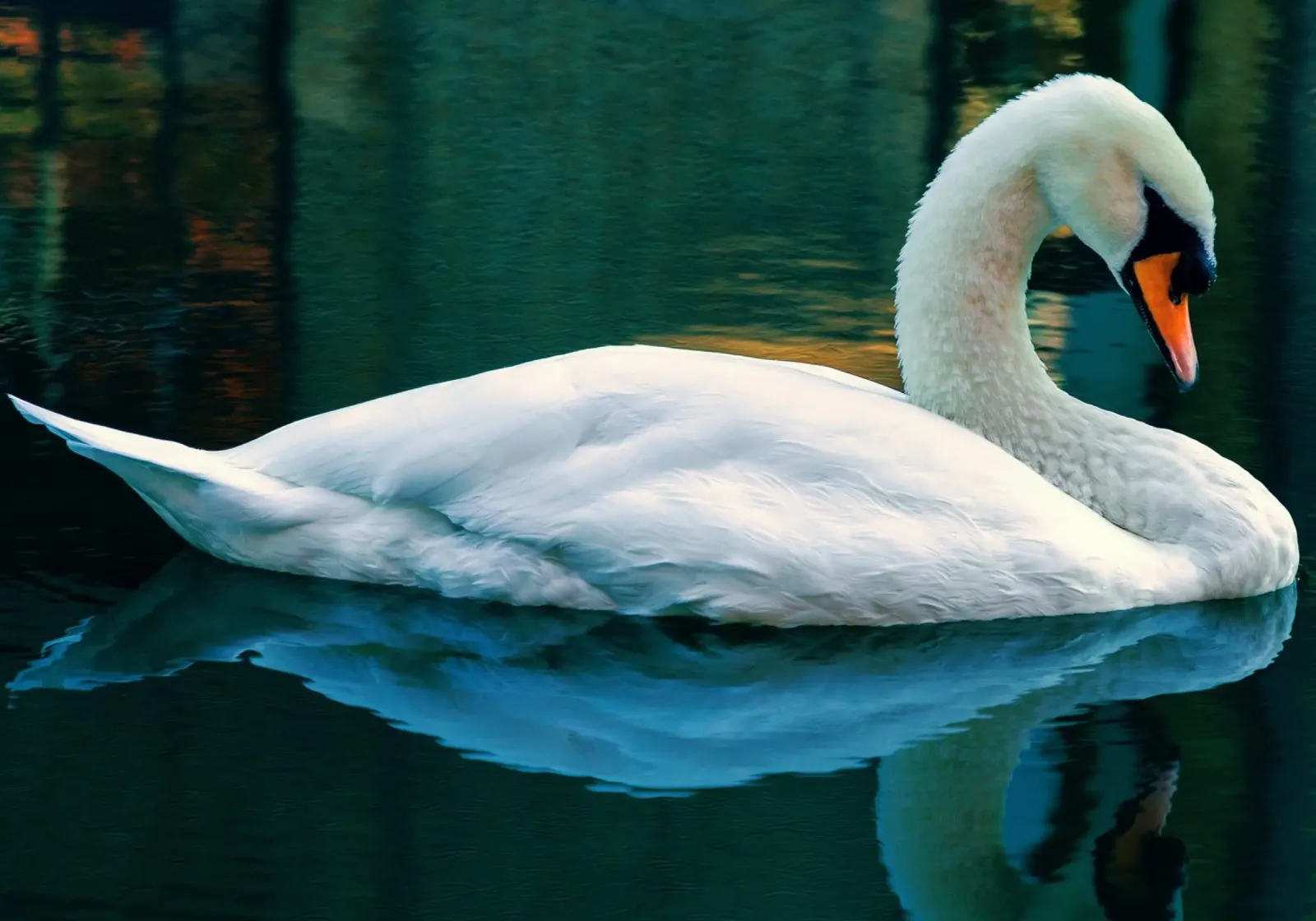 L'eleganza silenziosa di un cigno alluminio dibond da PhotoVibe Decor
