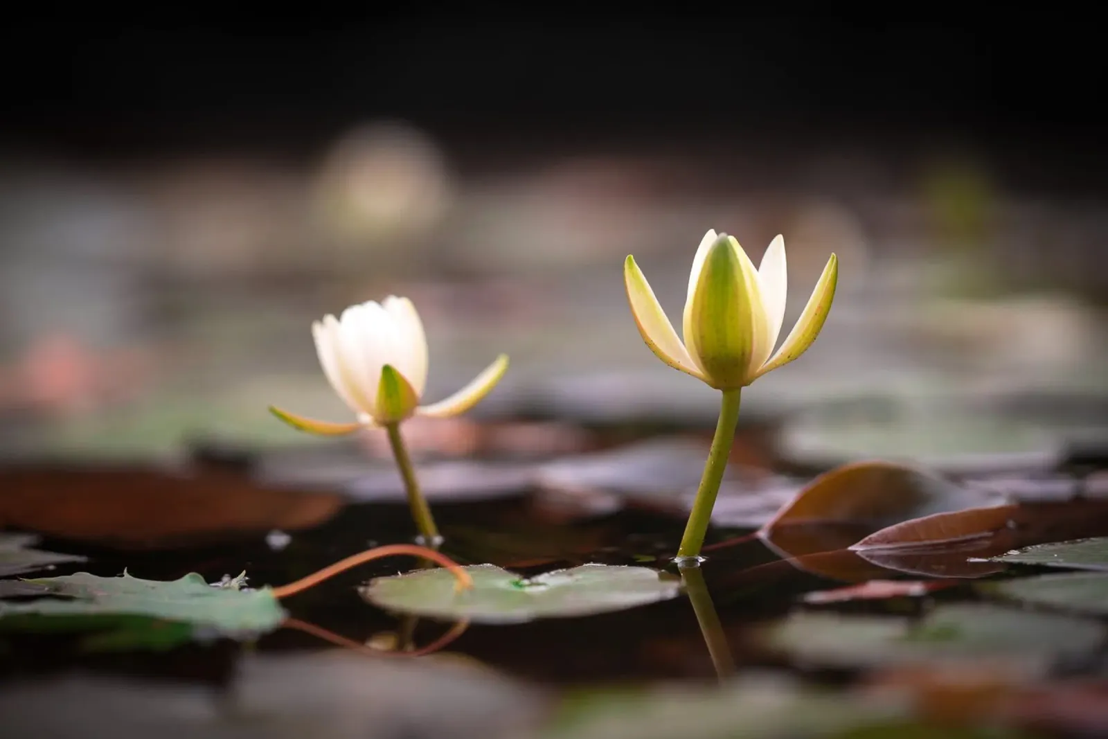 Ninfee in fiore alluminio dibond da PhotoVibe Decor