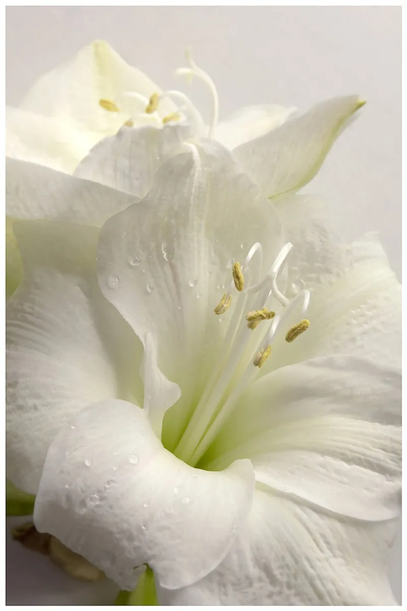 Giglio bianco poster da PhotoVibe Decor
