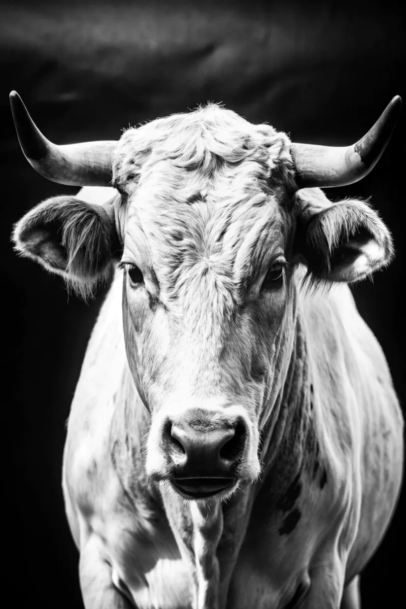 stierengezicht zwart-wit dierenfotografie canvas met Baklijst van kanayaa