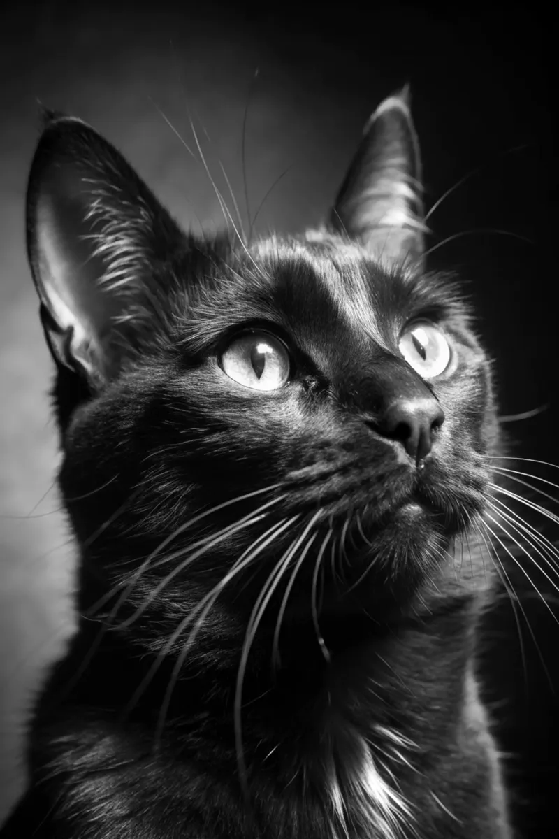 gatto fotografia animale in bianco e nero tela con Cornice a cassetta da kanayaa