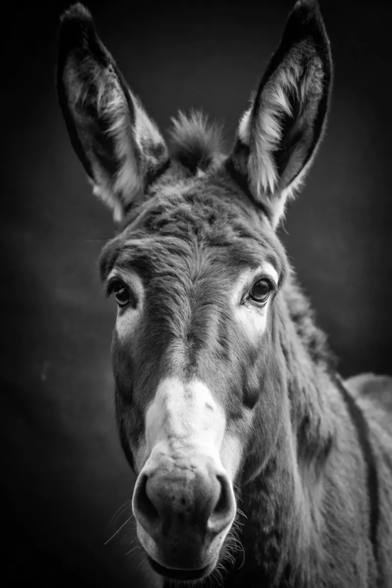 ezelgezicht zwart-wit dierenfotografie poster met aluminium frame van kanayaa