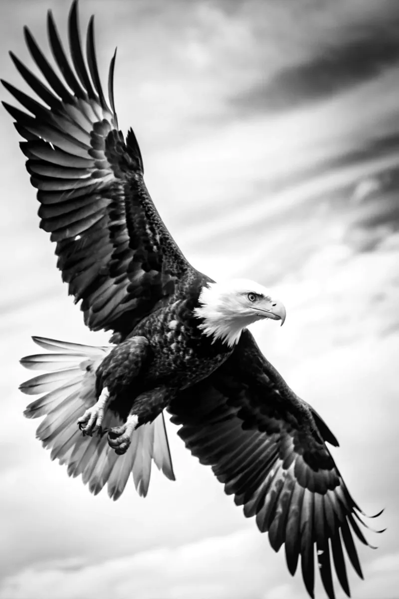 adelaar zwart-wit dierenfotografie poster met aluminium frame van kanayaa